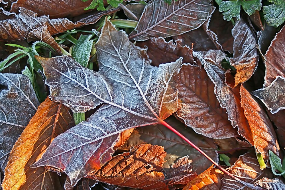 Eastney and Milton Allotment Association
